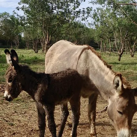 אתר קמפינג Analaya ויאס